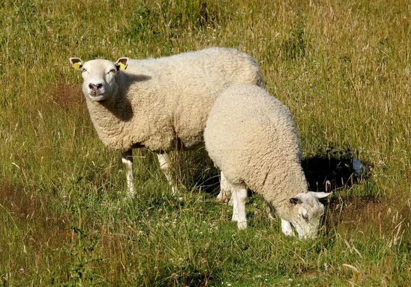 Schapen op het veld — Stockfoto