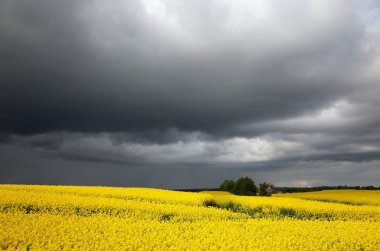 Danimarka kara bulutlar altında kanola rapefield