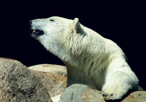 Polare - Orso di ghiaccio — Foto Stock