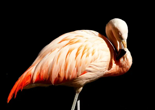 Flamingo Ordförande — Stockfoto