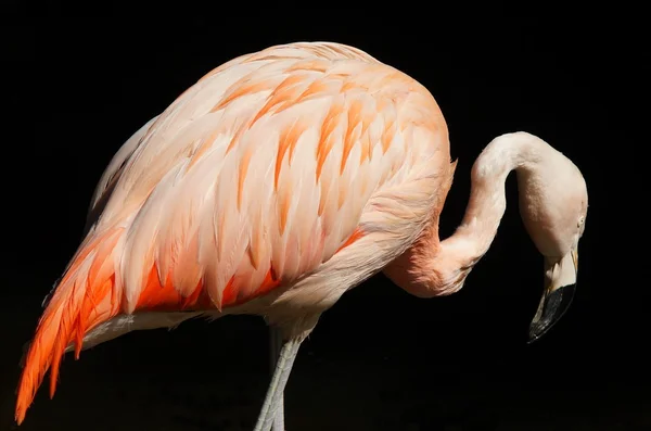 Flamingo — Stock Photo, Image