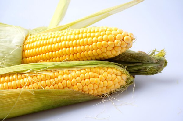 Delicious yellow summer corn on the cob