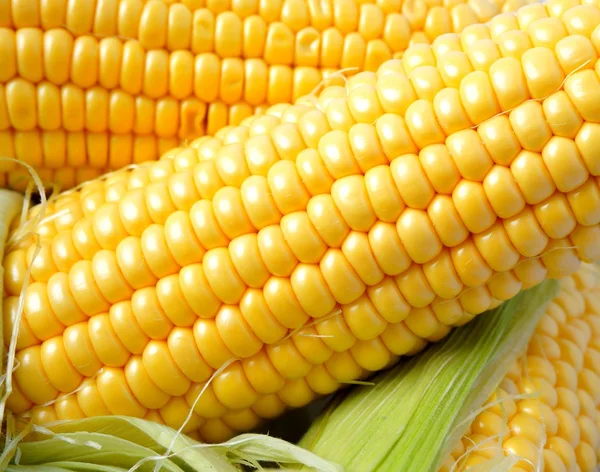 Finom sárga nyári kukorica a cob — Stock Fotó