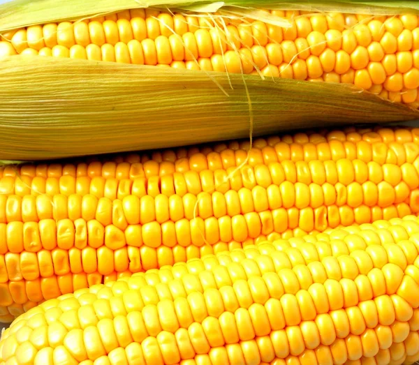 Delicious yellow summer corn on the cob — Stock Photo, Image