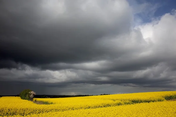 Canola rapefield onder donkere wolken in Denemarken — Stockfoto