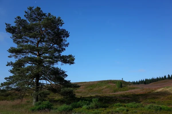 Heathland en Dinamarca — Foto de Stock