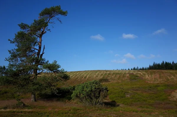 Heathland en Dinamarca — Foto de Stock