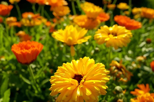 Flores de caléndula en el jardín —  Fotos de Stock