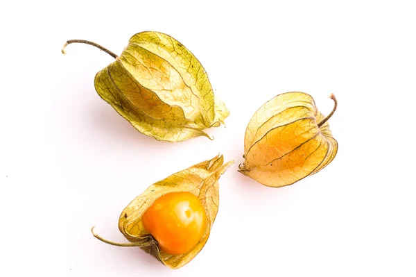 Gooseberry Cape — Stock Photo, Image