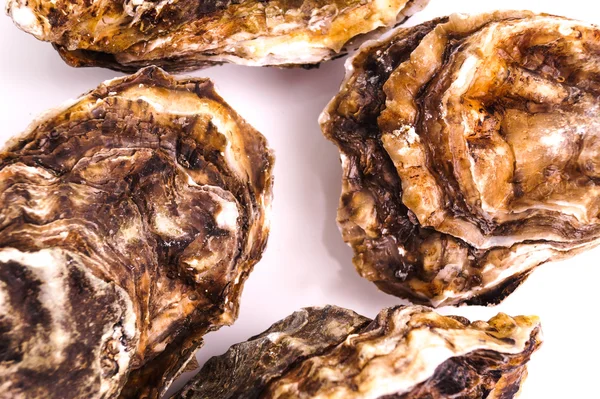Gourmet fresh french oysters — Stock Photo, Image