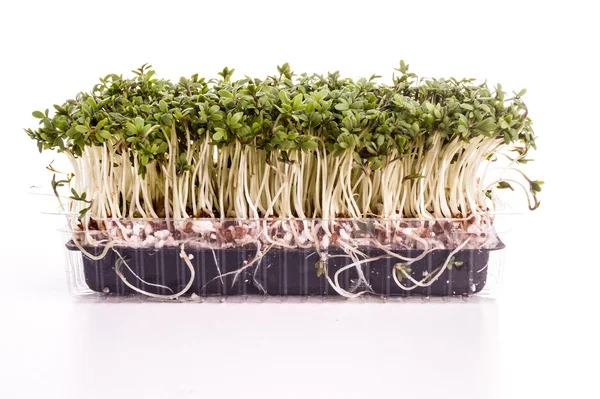 Crescione verde fresco sano — Foto Stock