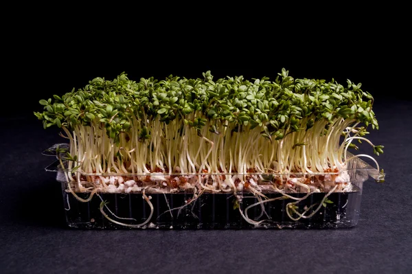 Taze sağlıklı yeşil Cress — Stok fotoğraf