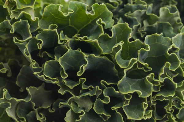 Organic Kale — Stock Photo, Image