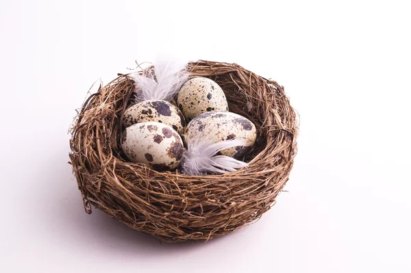 Quail egg in nest, spring and easter — Stock Photo, Image