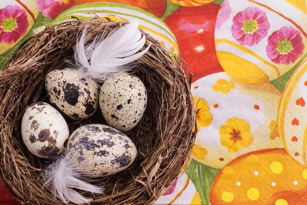 Quail egg in nest, spring and easter — Stock Photo, Image