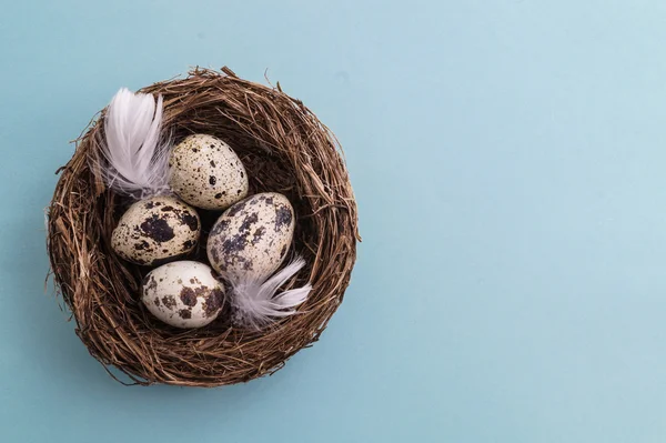Jajka przepiórcze w gniazdo, wiosna i Wielkanoc — Zdjęcie stockowe