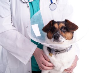 köpek veteriner