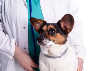 köpek veteriner