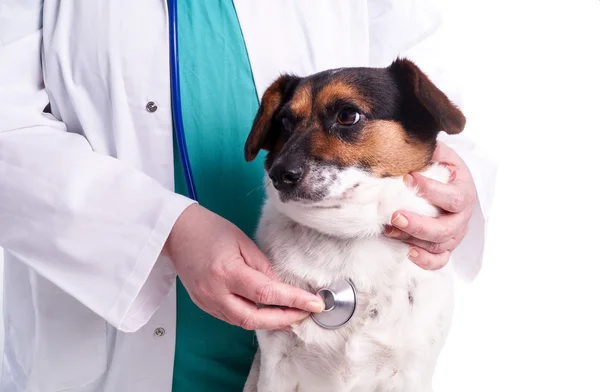 Veterinär med hund — Stockfoto