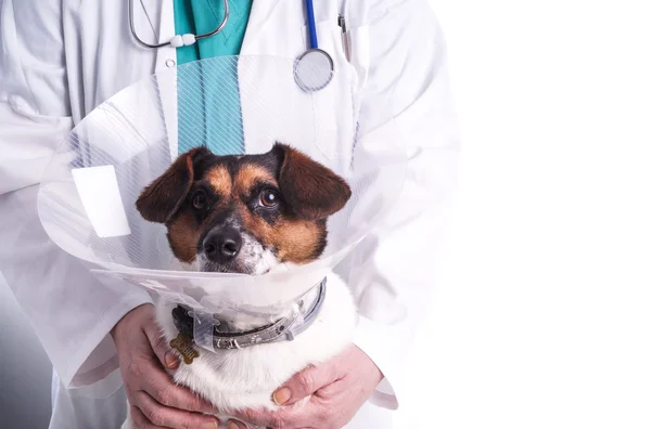 Veterinaria con perro Imágenes de stock libres de derechos