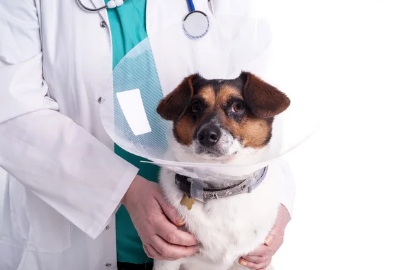 Veterinaria con perro Fotos de stock