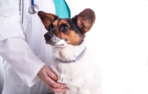 Veterinaria con perro Fotos de stock libres de derechos