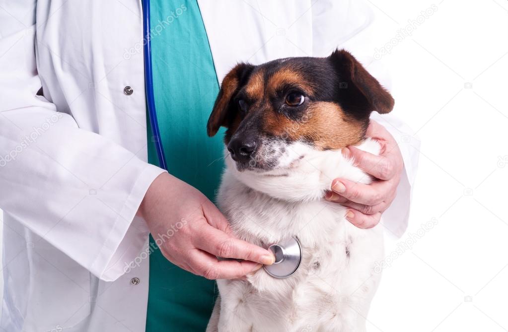 Vet with dog