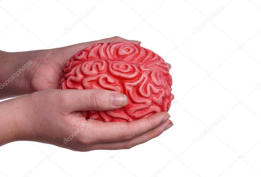 Hands holding Human Brain