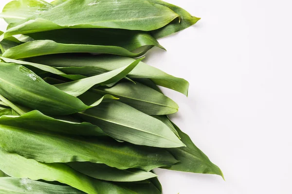 Ramsons Pictures Ramsons Stock Photos Images Depositphotos Ramsons Pictures Ramsons Stock Photos Images Depositphotos