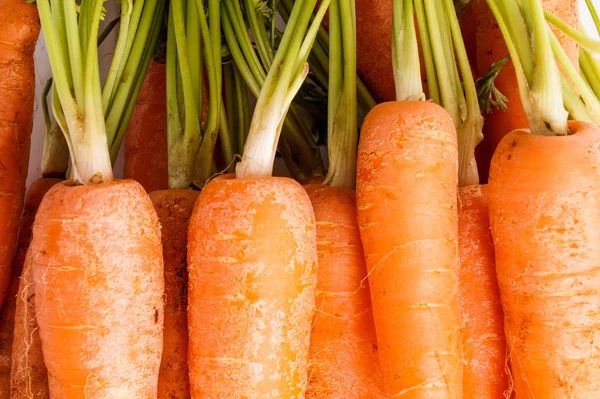 Ramo de zanahorias, de cerca y macro —  Fotos de Stock