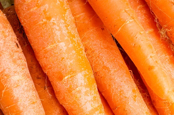 Bunch of Carrots , close up and macro — Stock Photo, Image