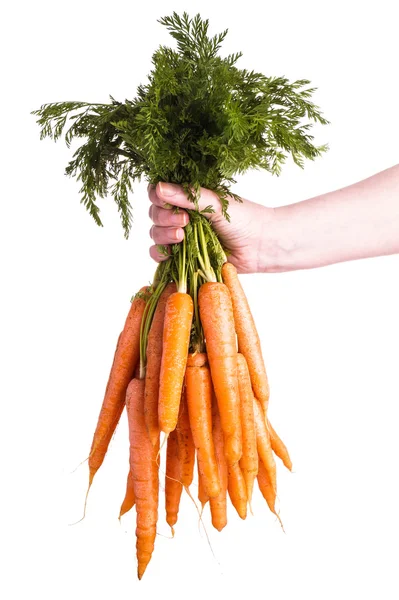 Mano sosteniendo racimo de zanahorias — Foto de Stock