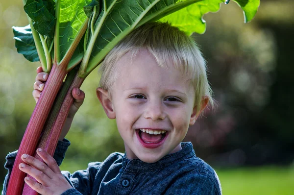 Um menino pré-escolar que tem Harvest um grande bando de ruibarbos no jardim em um dia de primavera ensolarado . — Fotografia de Stock