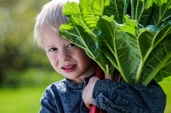 Un bambino in età prescolare che ha raccolto un grande mazzo di rabarbaro in giardino in una giornata di sole primaverile . — Foto Stock