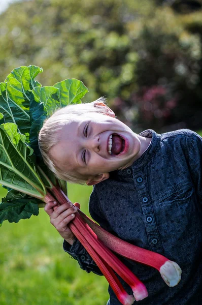 Um menino pré-escolar que tem Harvest um grande bando de ruibarbos no jardim em um dia de primavera ensolarado . — Fotografia de Stock