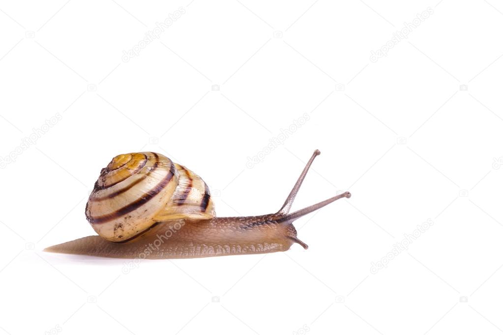 Garden Snail