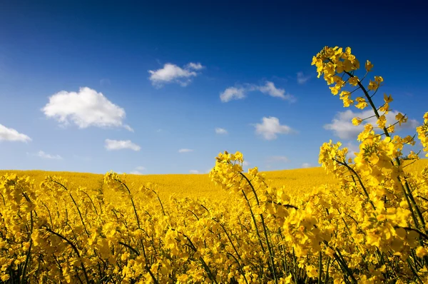 Campo de canola, Campo de violación —  Fotos de Stock