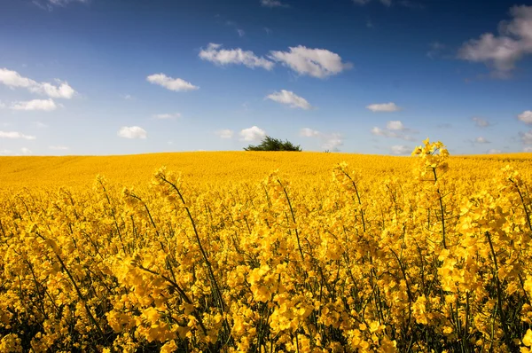 Rapsfeld, Rapsfeld — Stockfoto