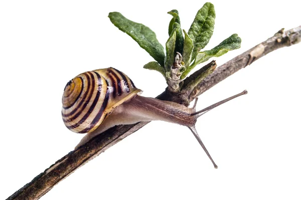 Caracol de jardim — Fotografia de Stock