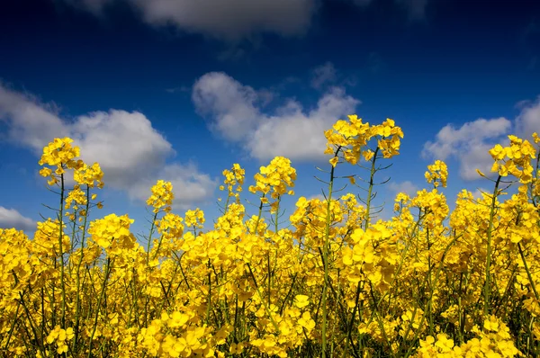 Raps fält, rapsfält — Stockfoto