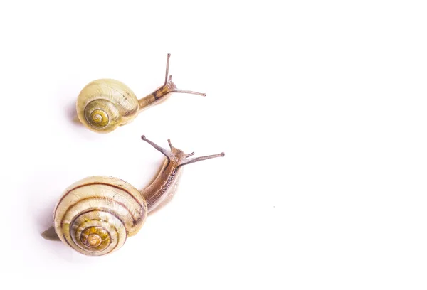 Garden Snail — Stock Photo, Image