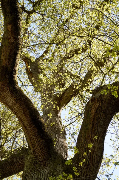 Oak Tree Royalty Free Stock Images