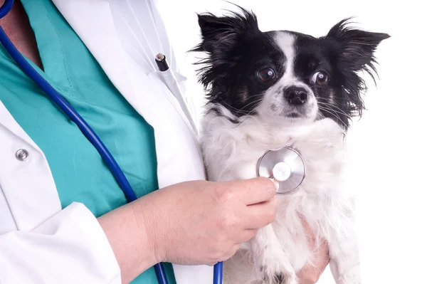 Veterinaria y Perro, Chihuahua — Foto de Stock