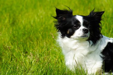 Bahar çiçekli ağaç