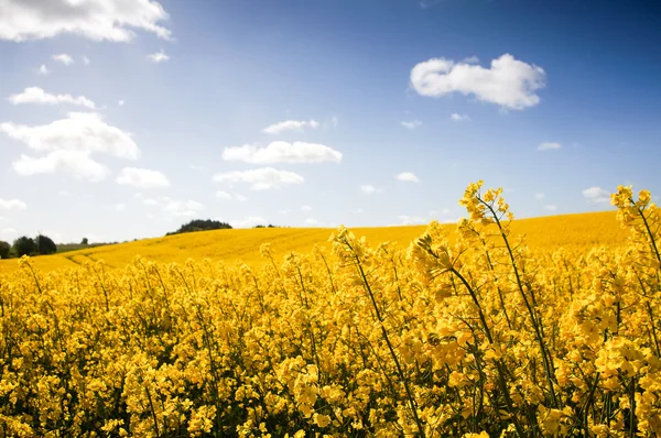 Campo de Canola, Campo de violação — Fotografia de Stock