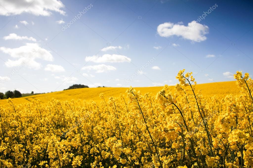 Canola field, Rape field