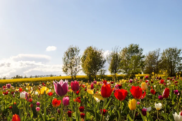 Színes tulipán virág a területen — Stock Fotó