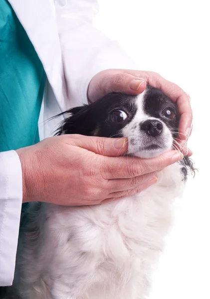 Veterinaria y Perro, Chihuahua — Foto de Stock