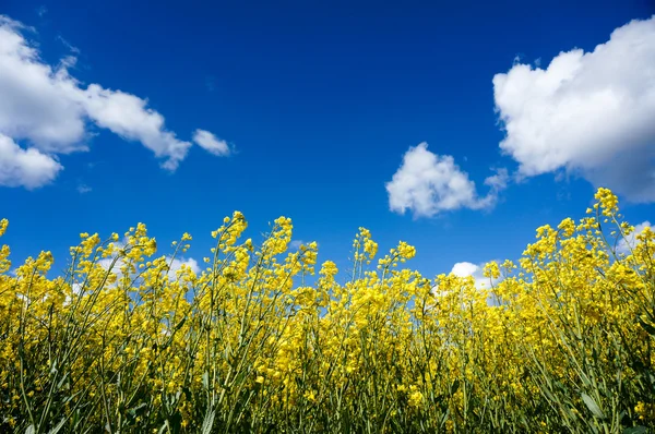 Raps fält — Stockfoto