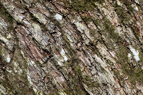 Rindenstruktur — Stockfoto